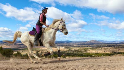 Horse and rider at Stromlo Forest Park