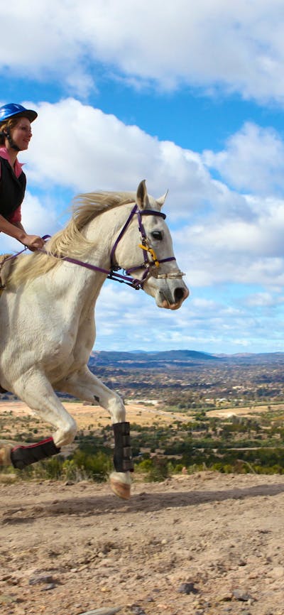 Horse and rider at Stromlo Forest Park