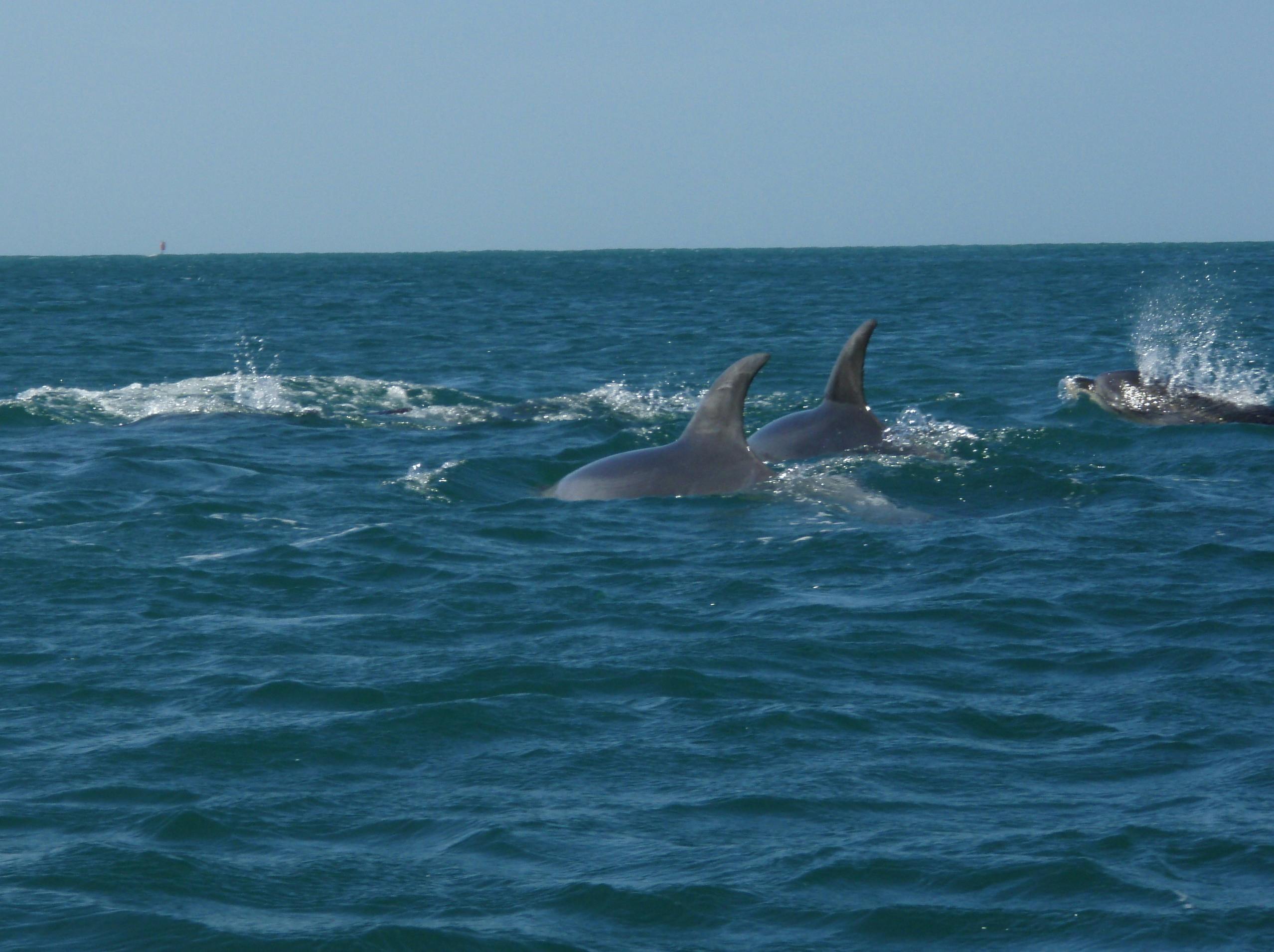 Dolphins off the beach at Sorrento