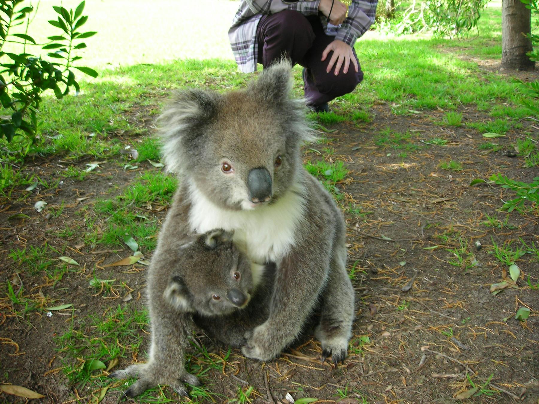 Mother and baby koala 