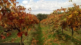 Sutherland Estate Tempranillo vines