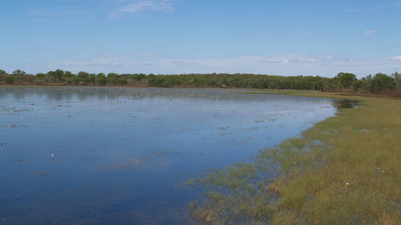 Bird Billabong