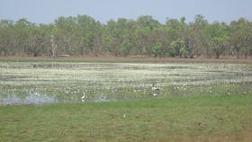 Leaning Tree Lagoon Nature Park, Darwin Area, Northern Territory, Australia
