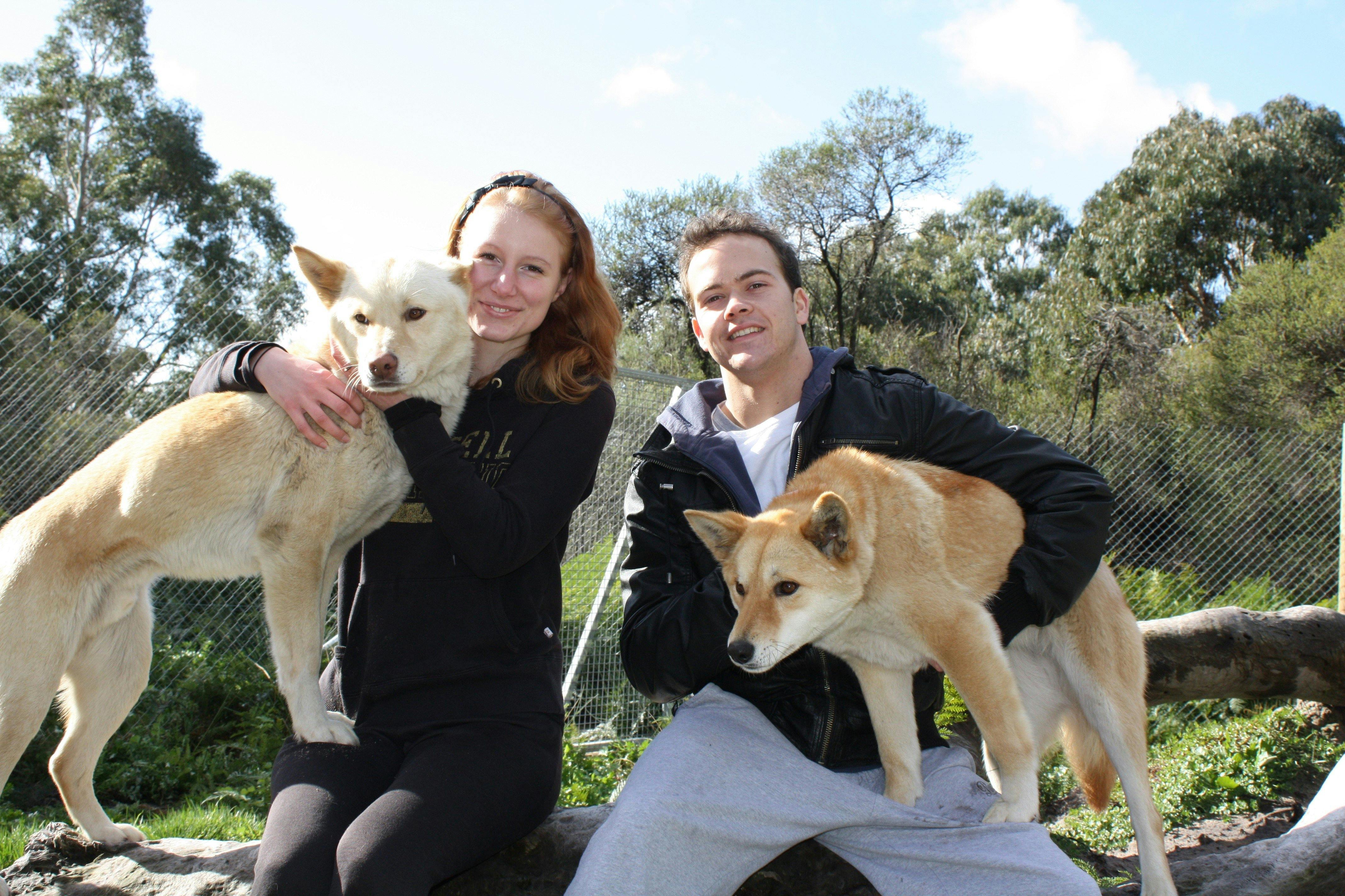 Close encounter with the Dingoes