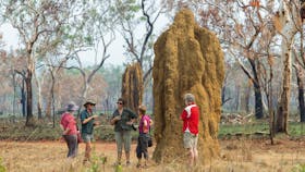 Arnhem Land Termite Mounds