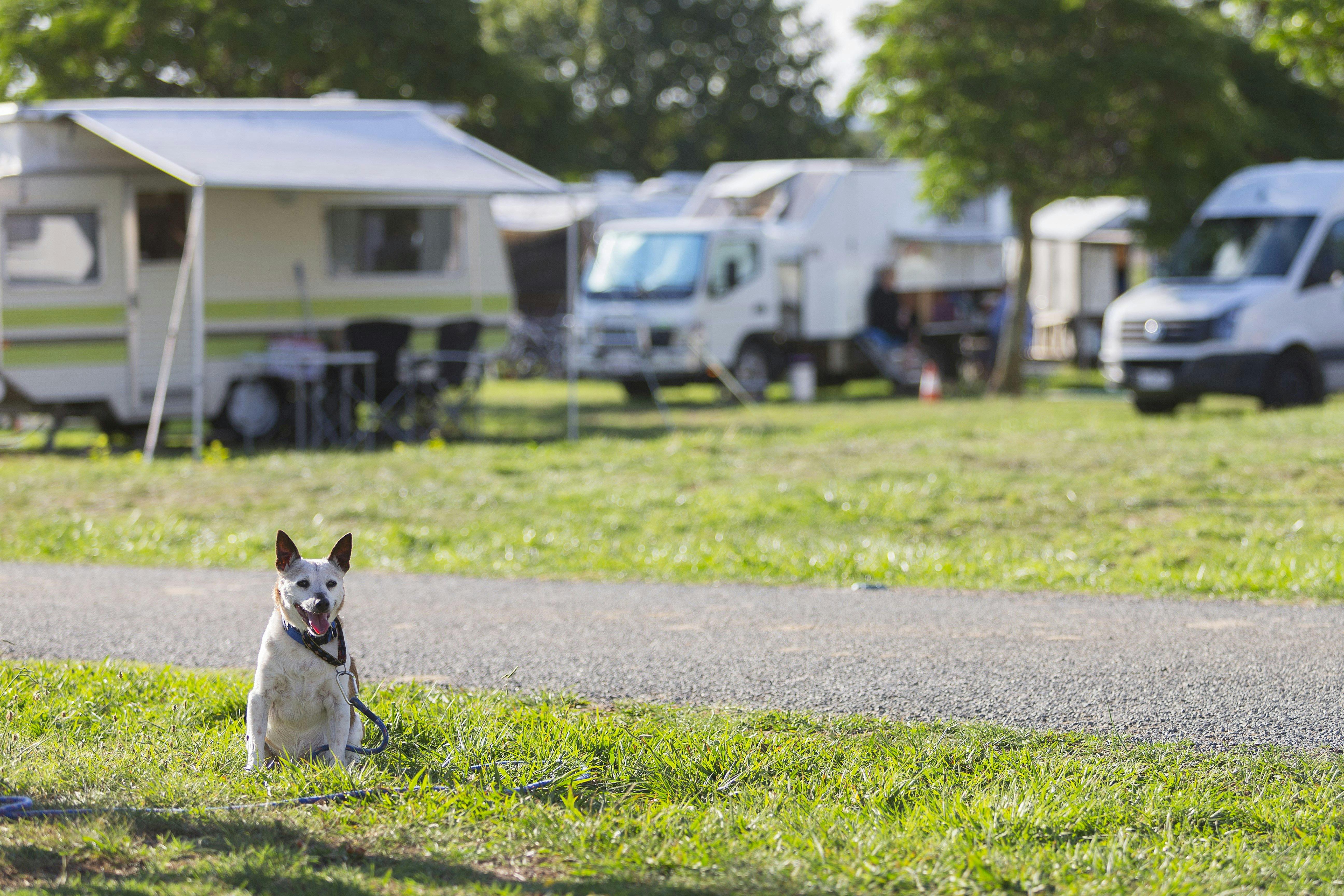 Dog sitting among campervans