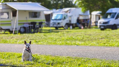 Dog sitting among campervans