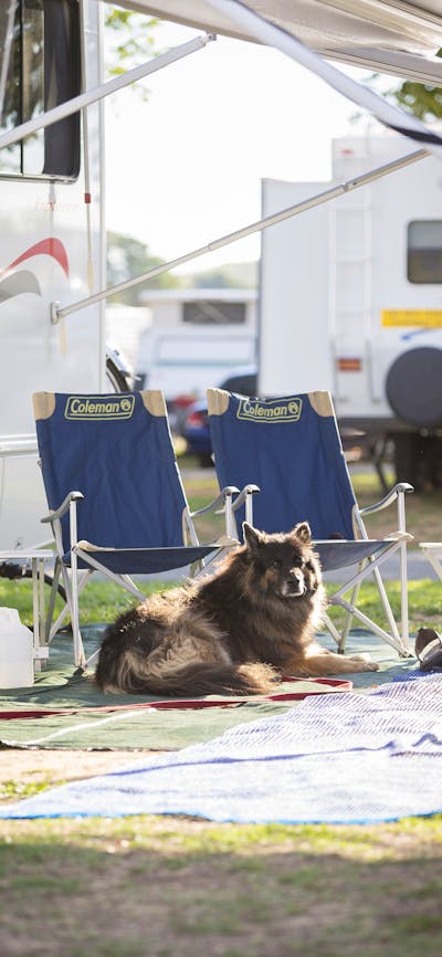 Dog relaxing outside his campervan