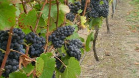 Pinot 2010