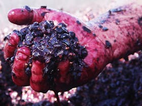 Rusden Wines