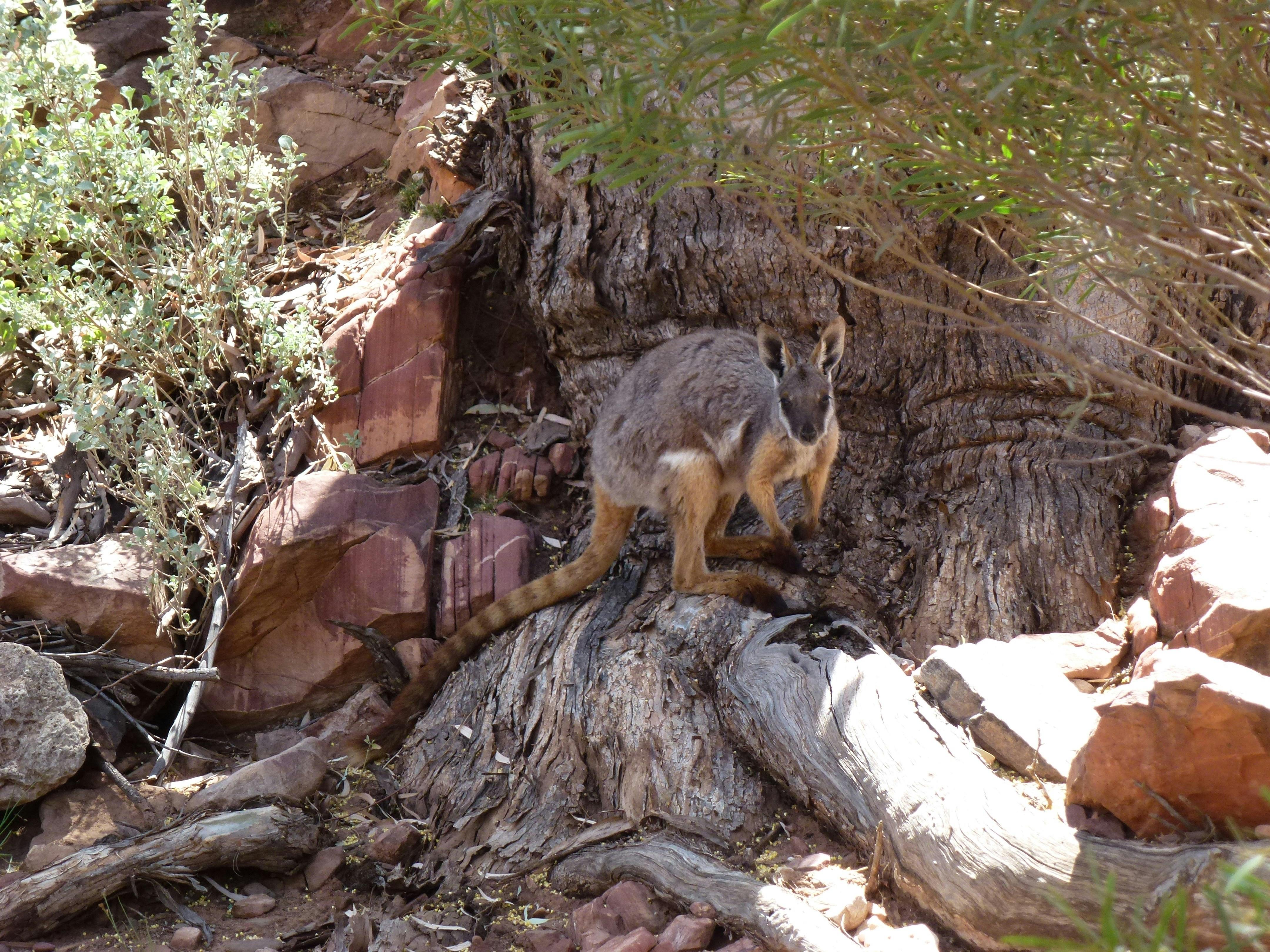 Wallabies, Rocks and Copper
