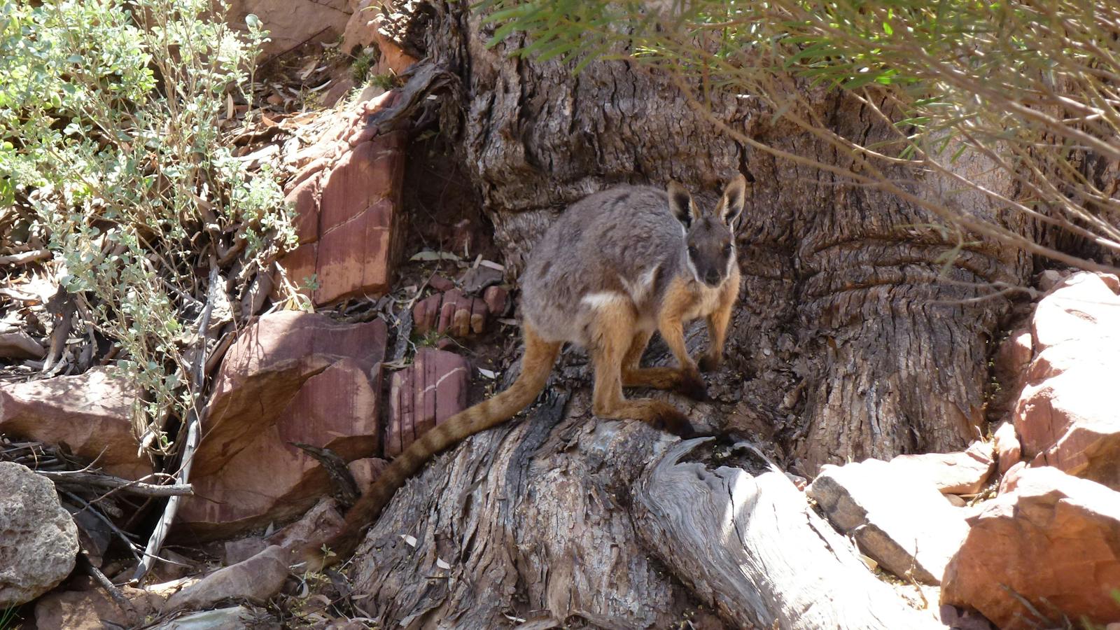 Yellow-footed Rock-Wallaby