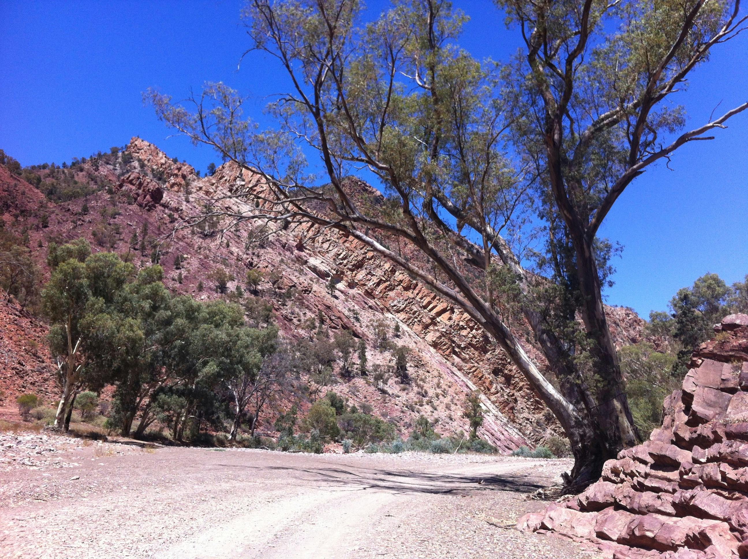 Brachina Gorge