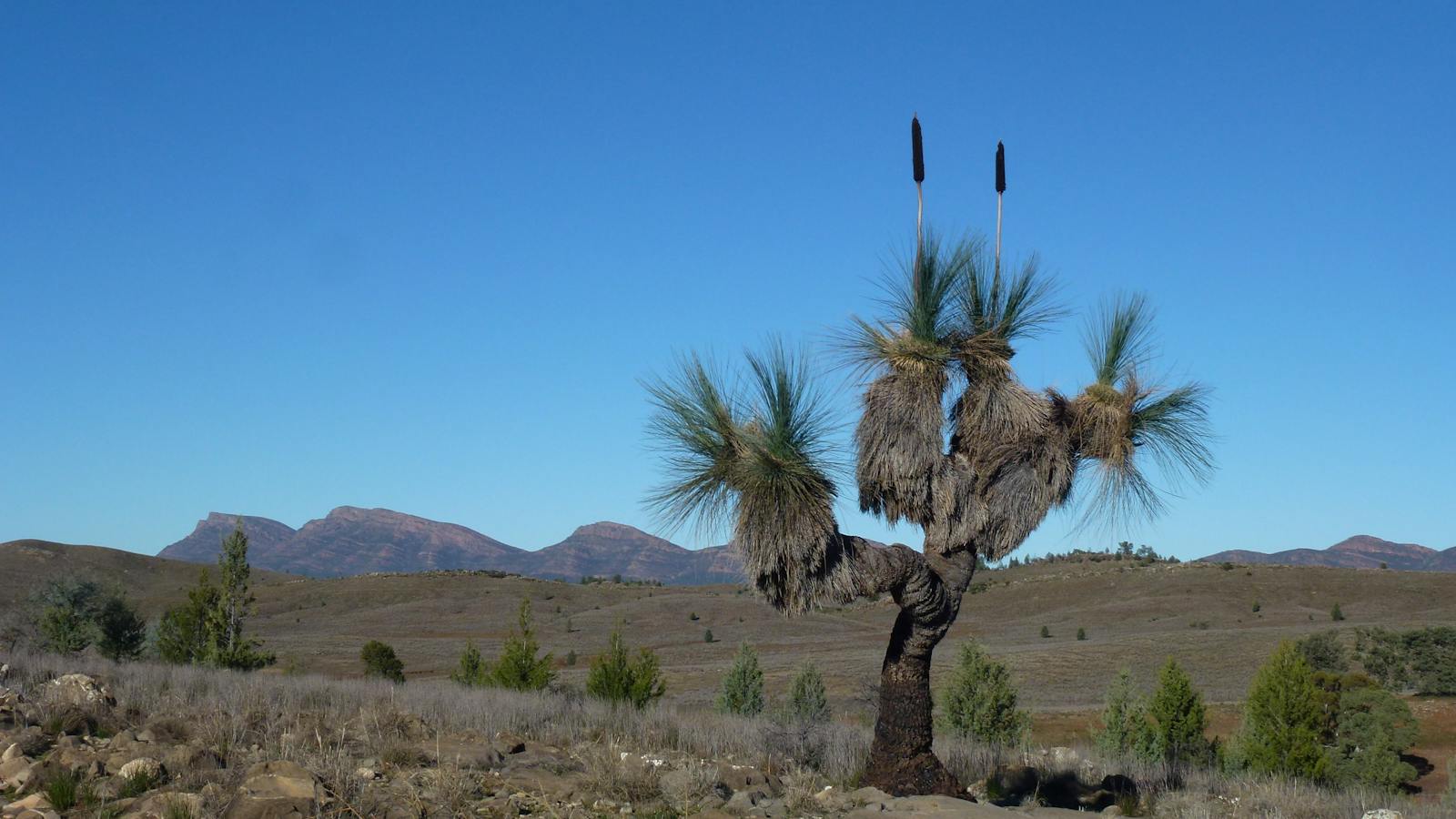 Flinders Ranges Grass-tree