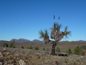 Flinders Ranges Grass-tree