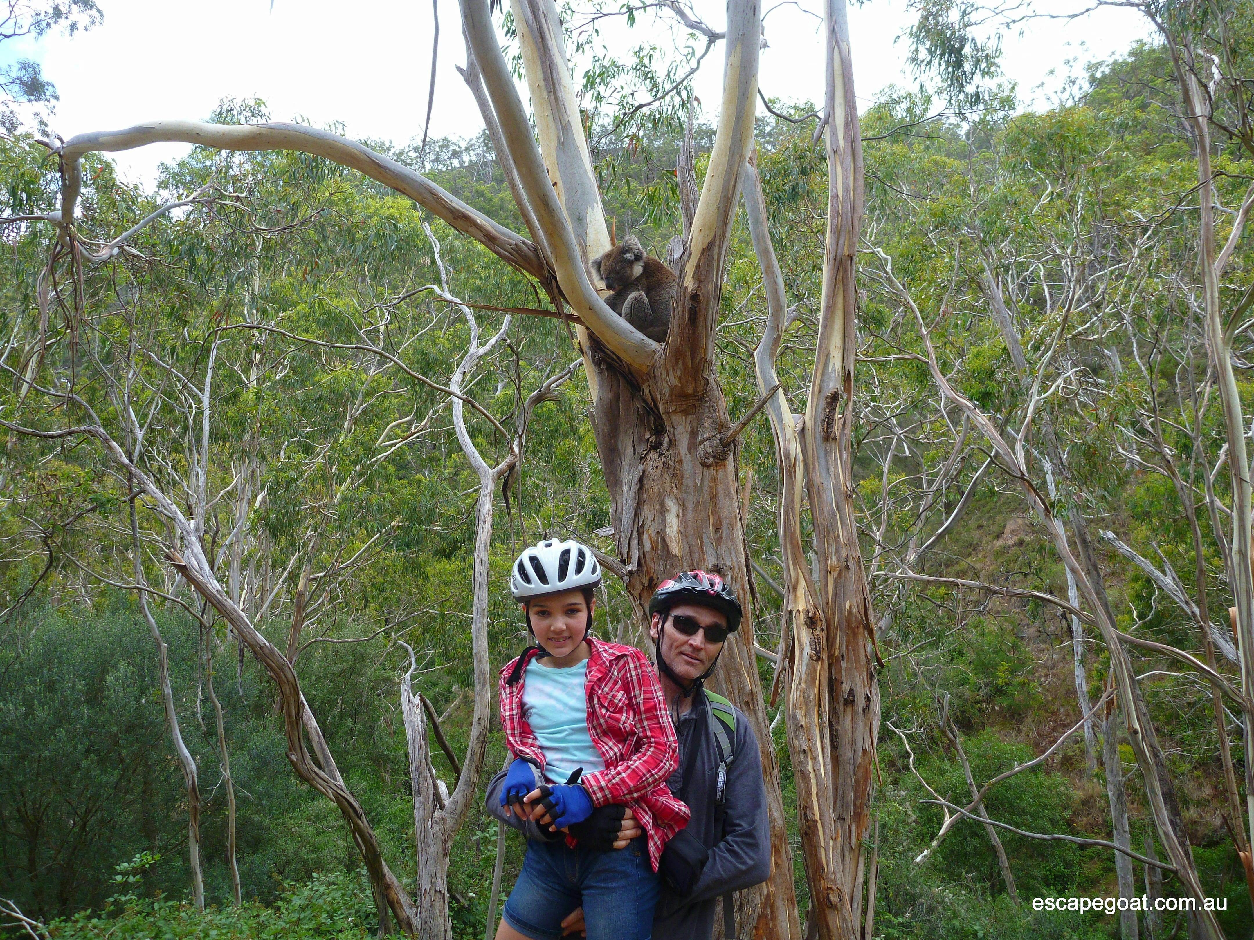Lofty Descents - Mount Lofty and Cleland to Adelaide by Mountain Bike