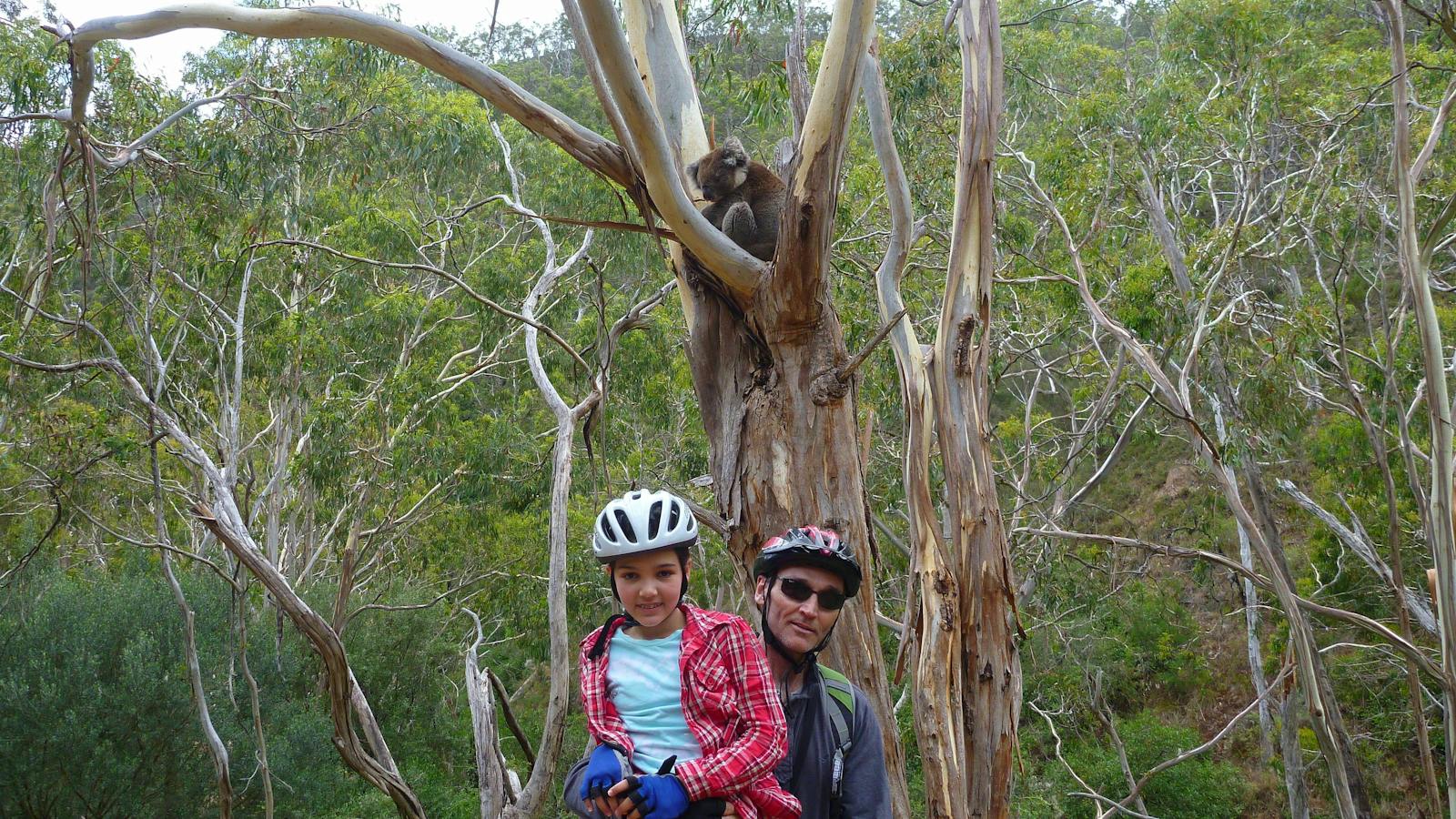 Koala