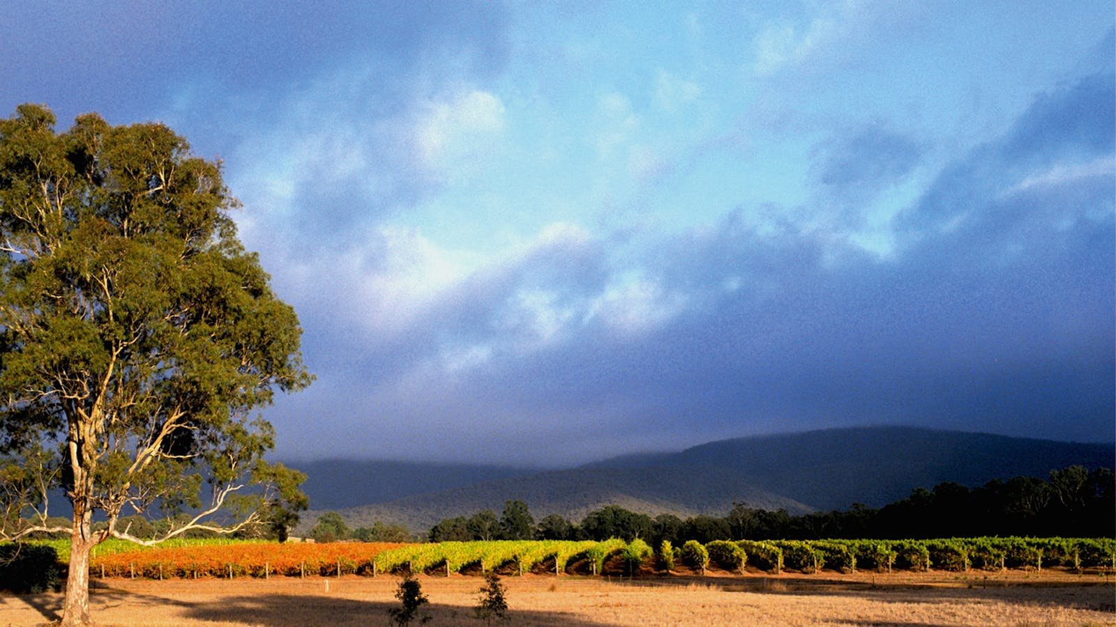 Mount Avoca