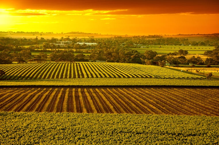584 Grand Barossa with Hahndorf Tour