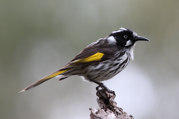 Bird Tours SA Half Day Tour