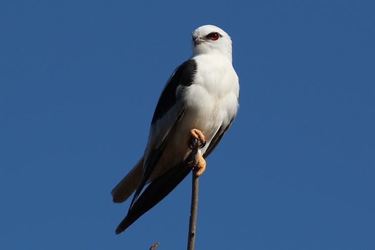 Bird Tours SA Dawn to Dusk Tour
