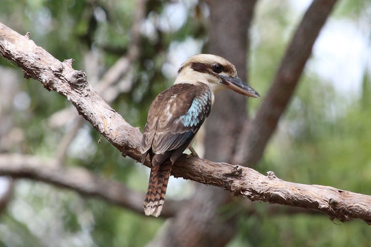 Bird Tours SA Outback Tours