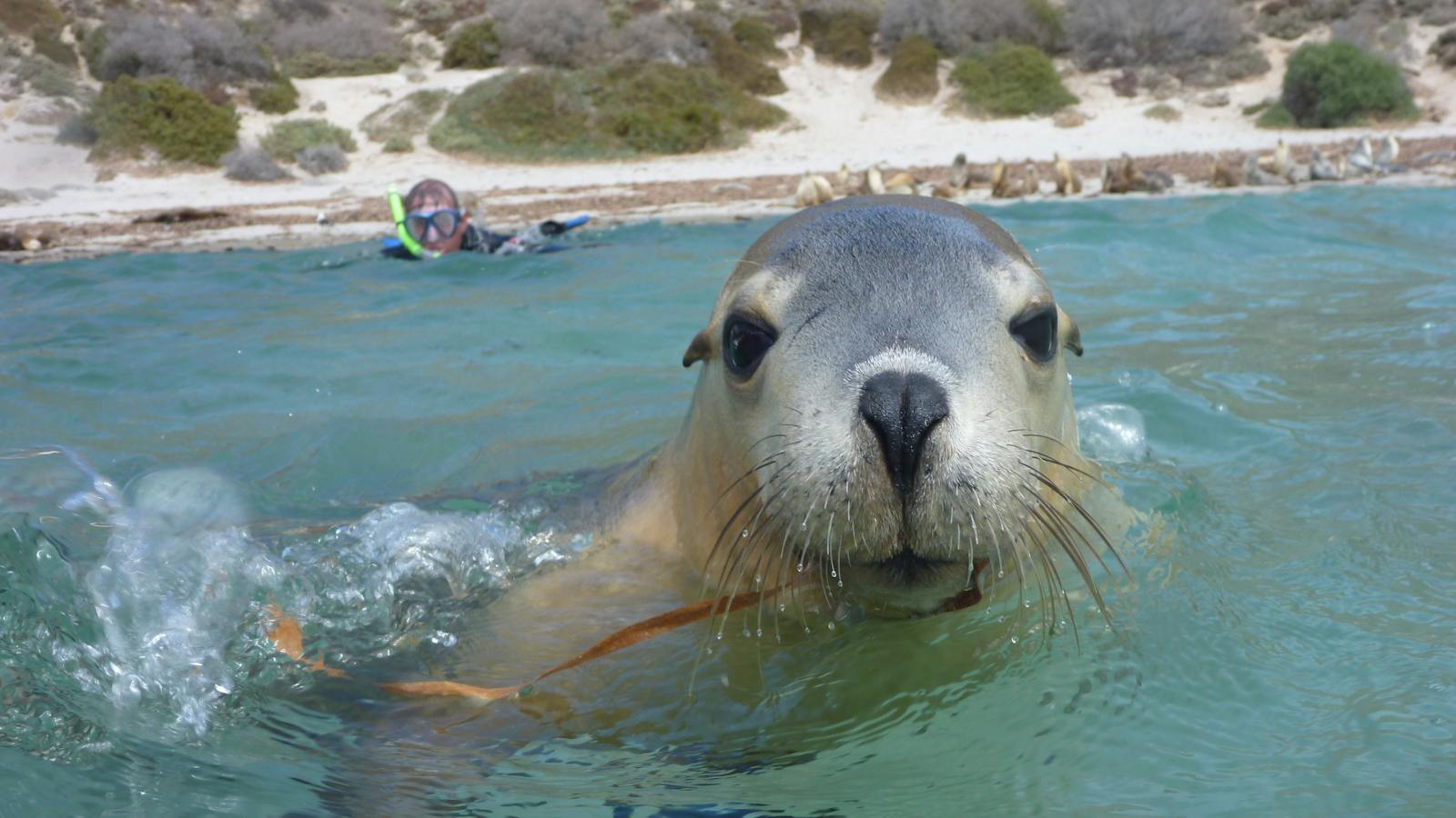 Calypso Star Charter, Port Lincoln, Eyre Peninsula, South Australia