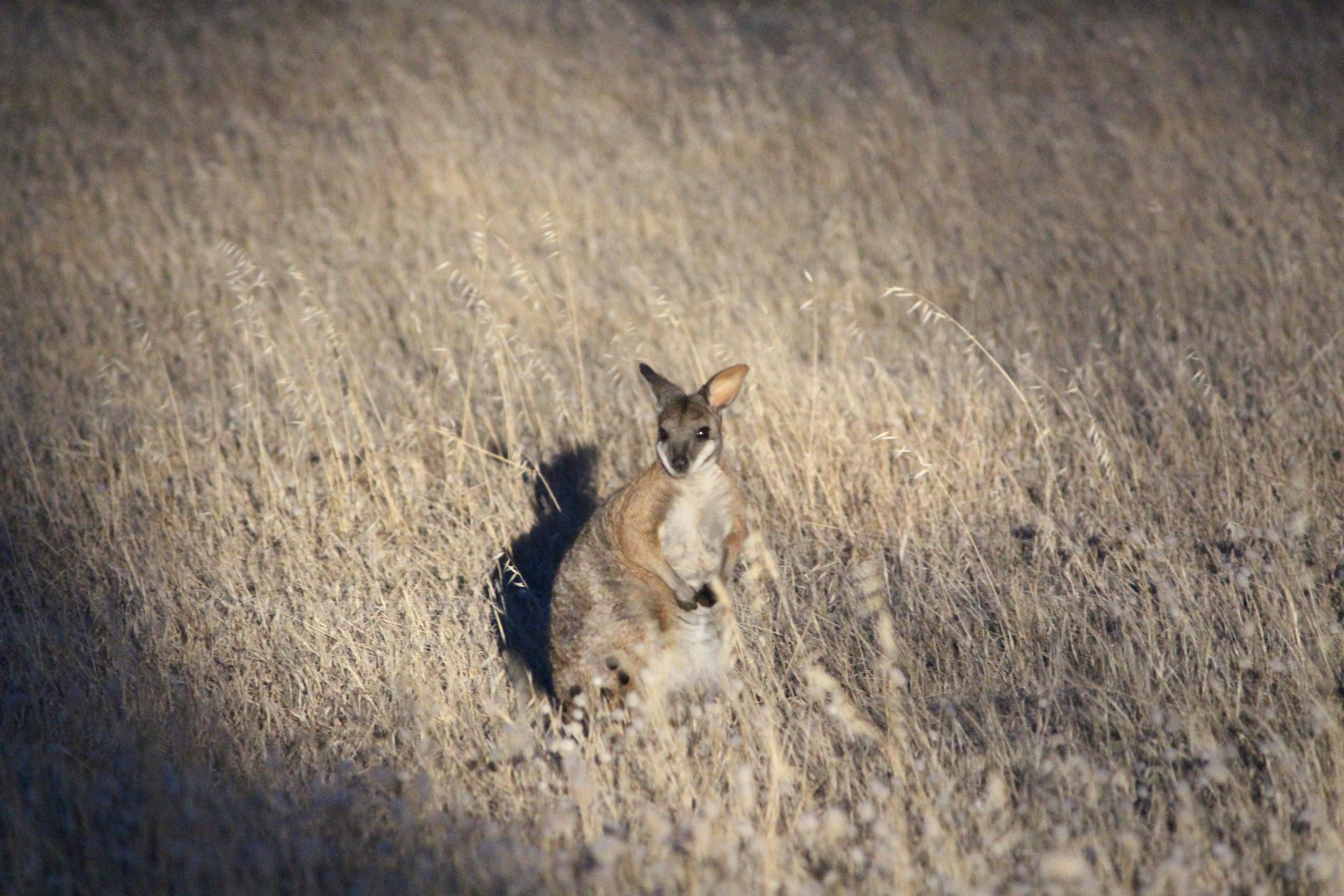 Kangaroo Island Hire a Guide & Nocturnal Tours