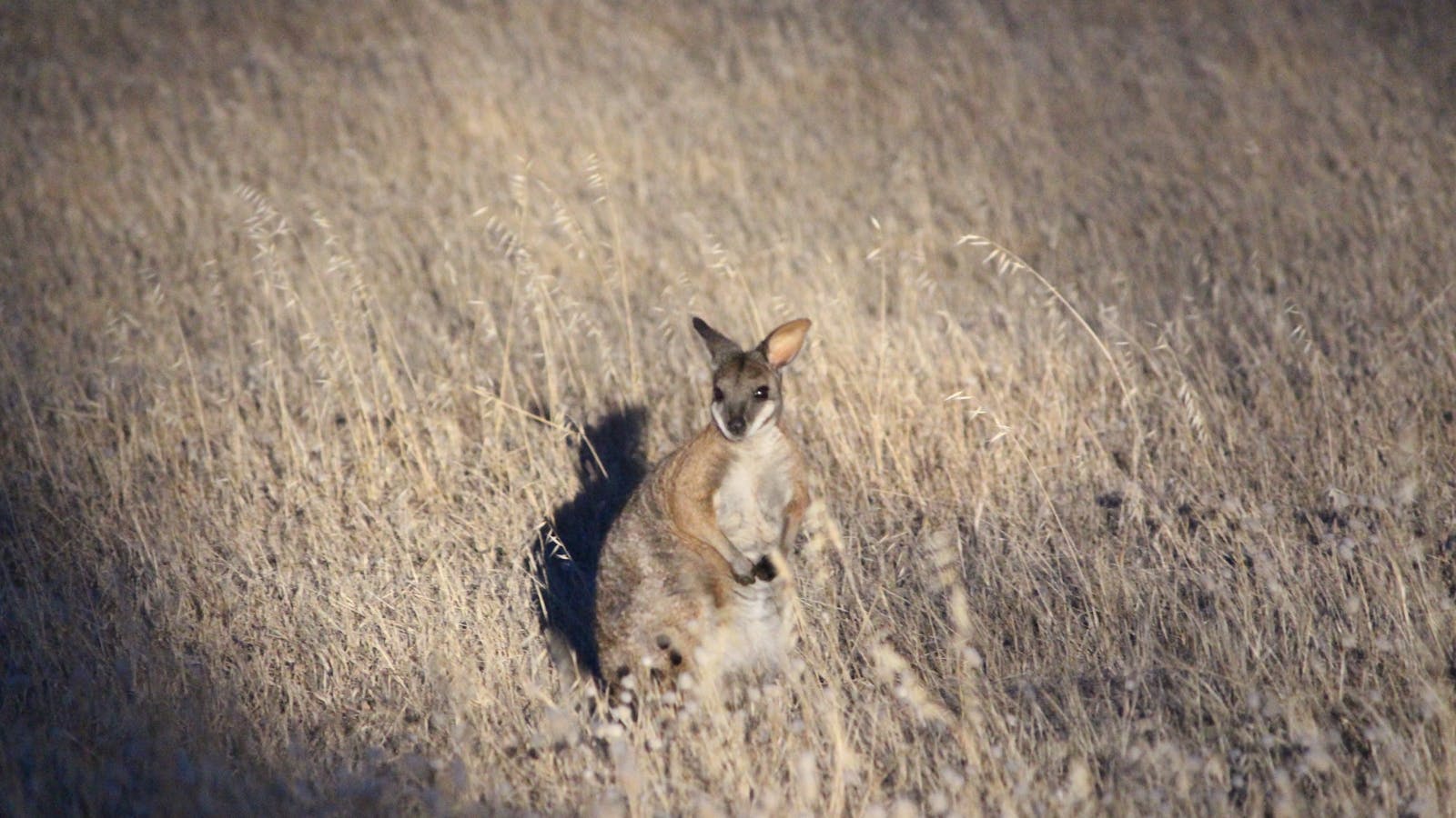Kangaroo Island Hire a Guide & Nocturnal Tours