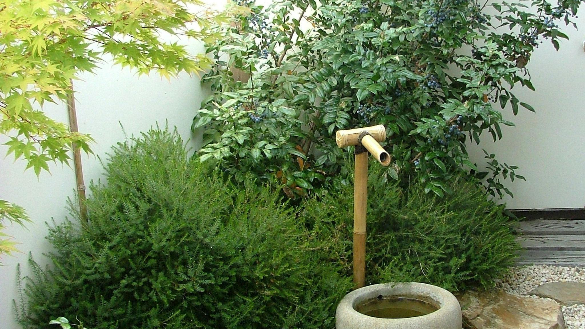 Courtyard garden