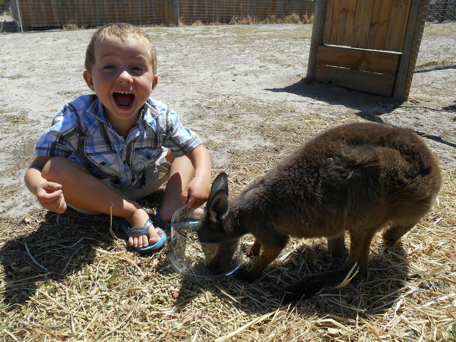 Feeding the kangaroos