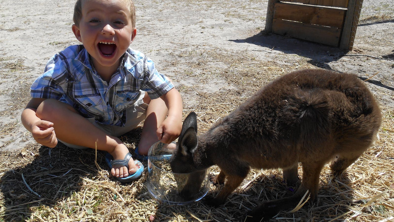Animal Farm Goolwa