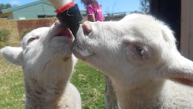 Animal Farm Goolwa