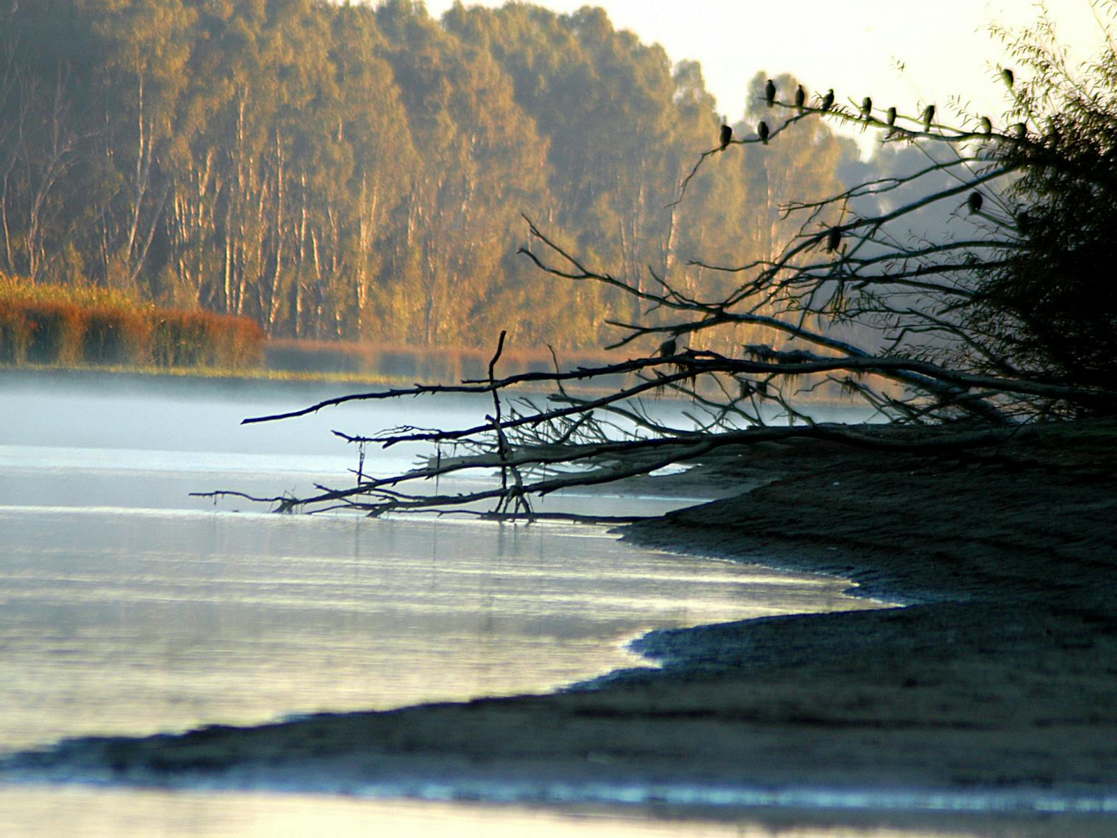Barmah Staatspark