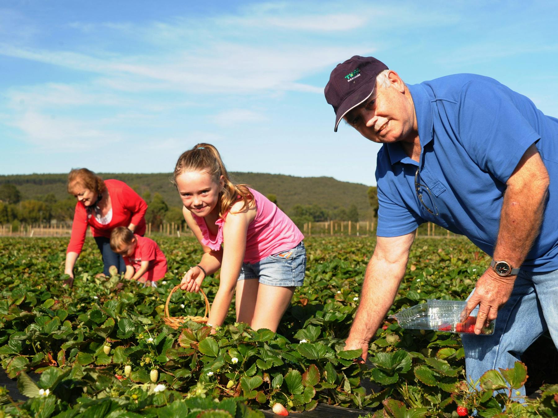 Strawberry Picking