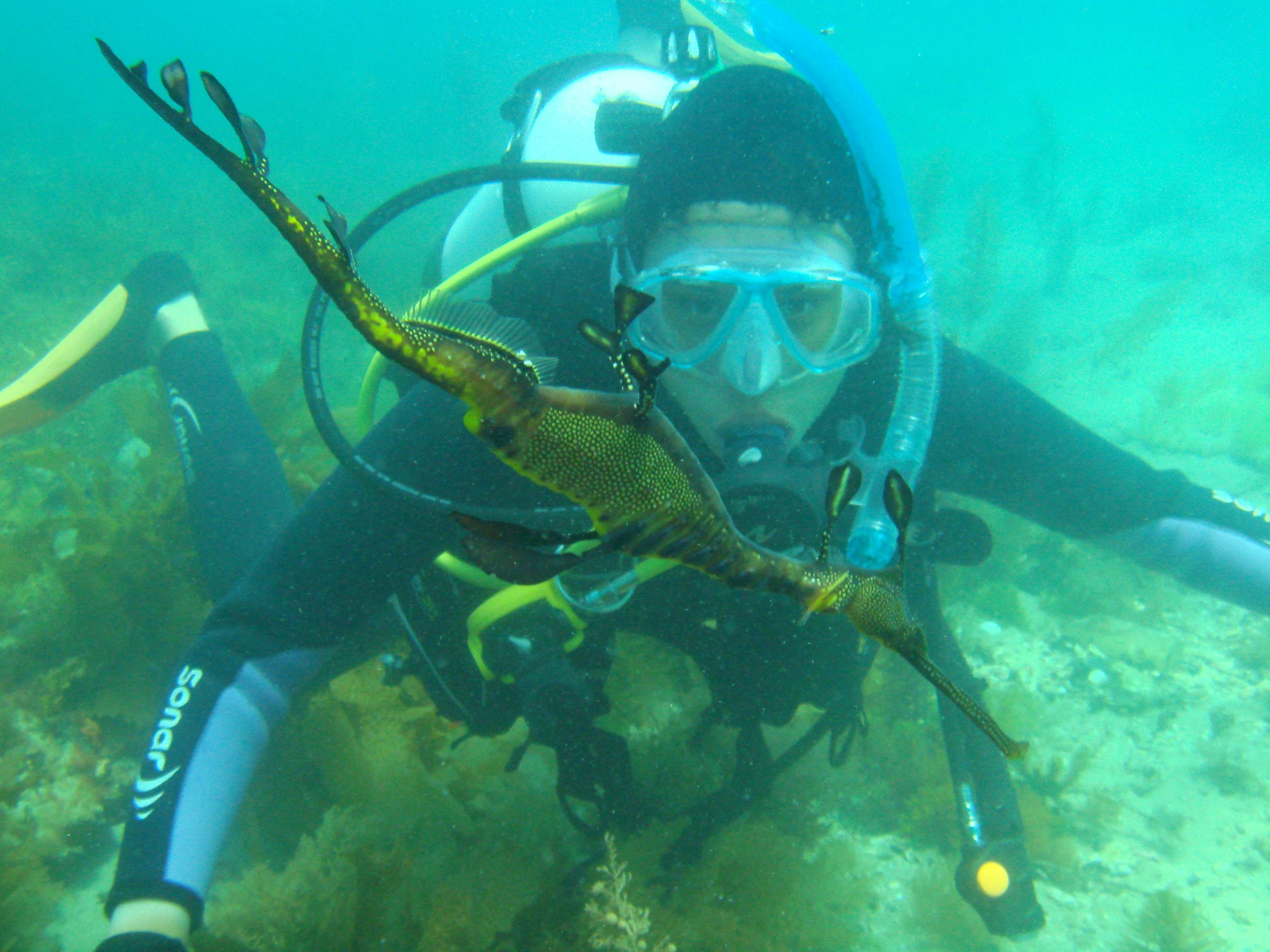 Guided Scuba Dives