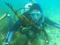 Guided Dives at the Fab 4