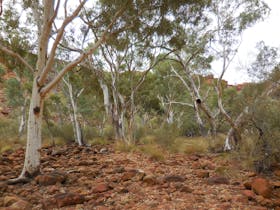 Flora of King Canyon