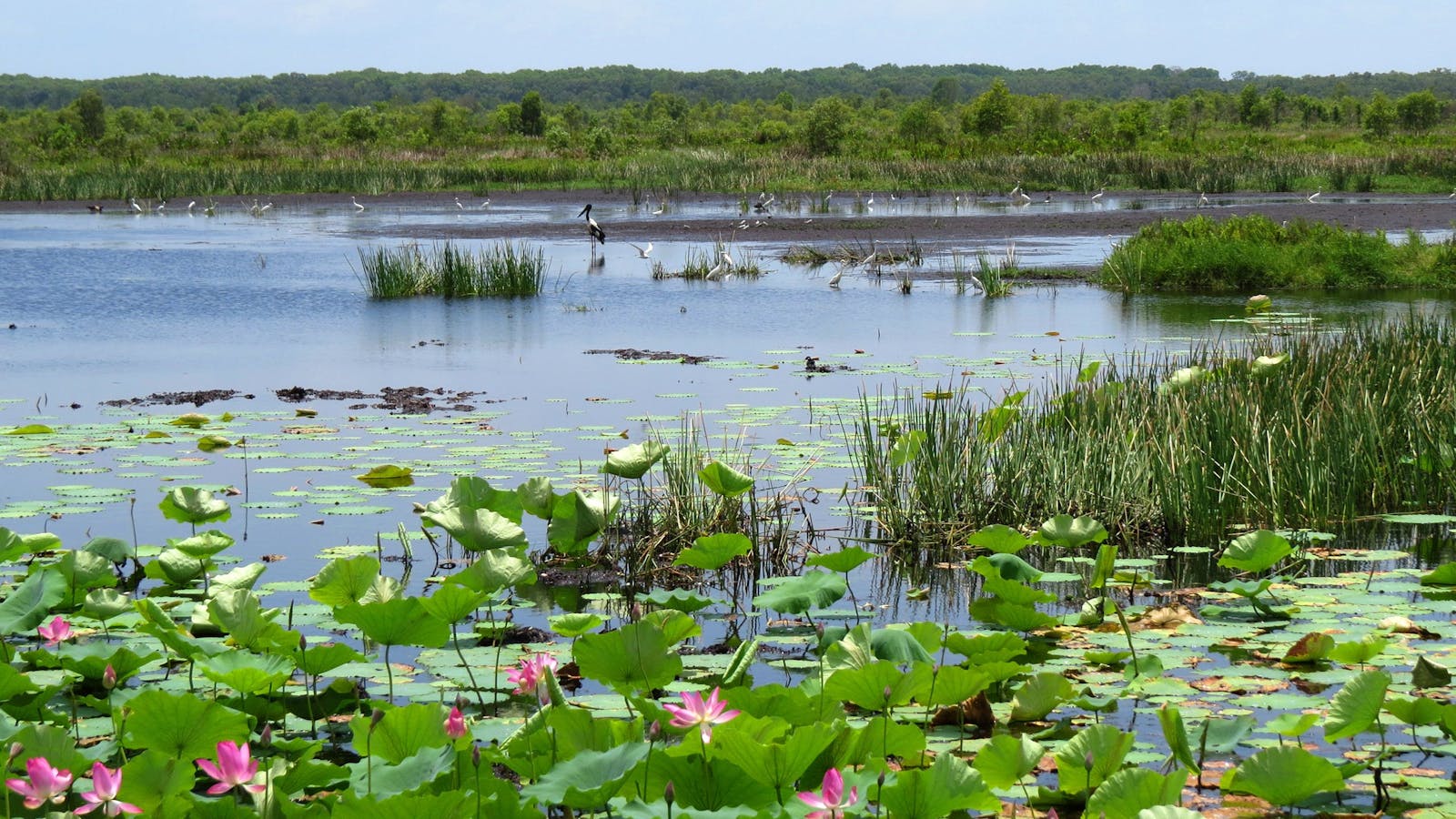 NT Bird Specialists, Birdwatching & Photography Safaris