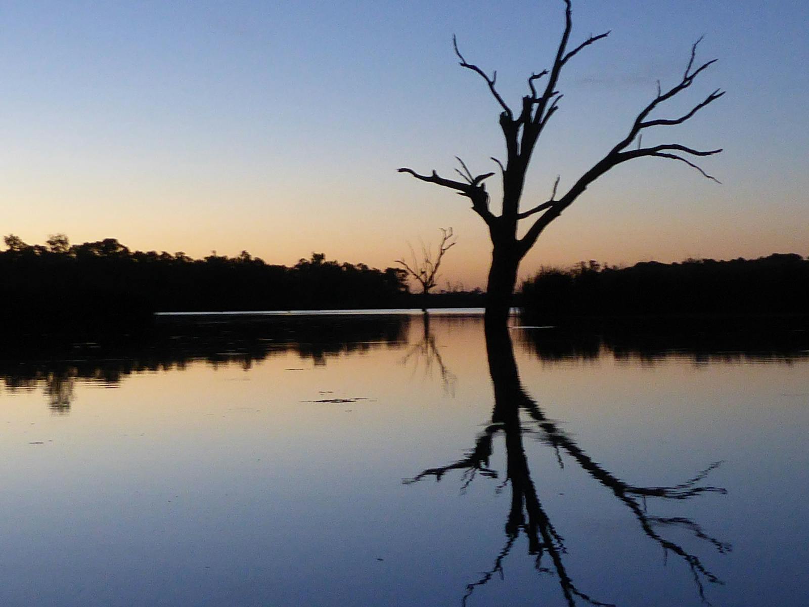 Tree silhouetted against evening glow