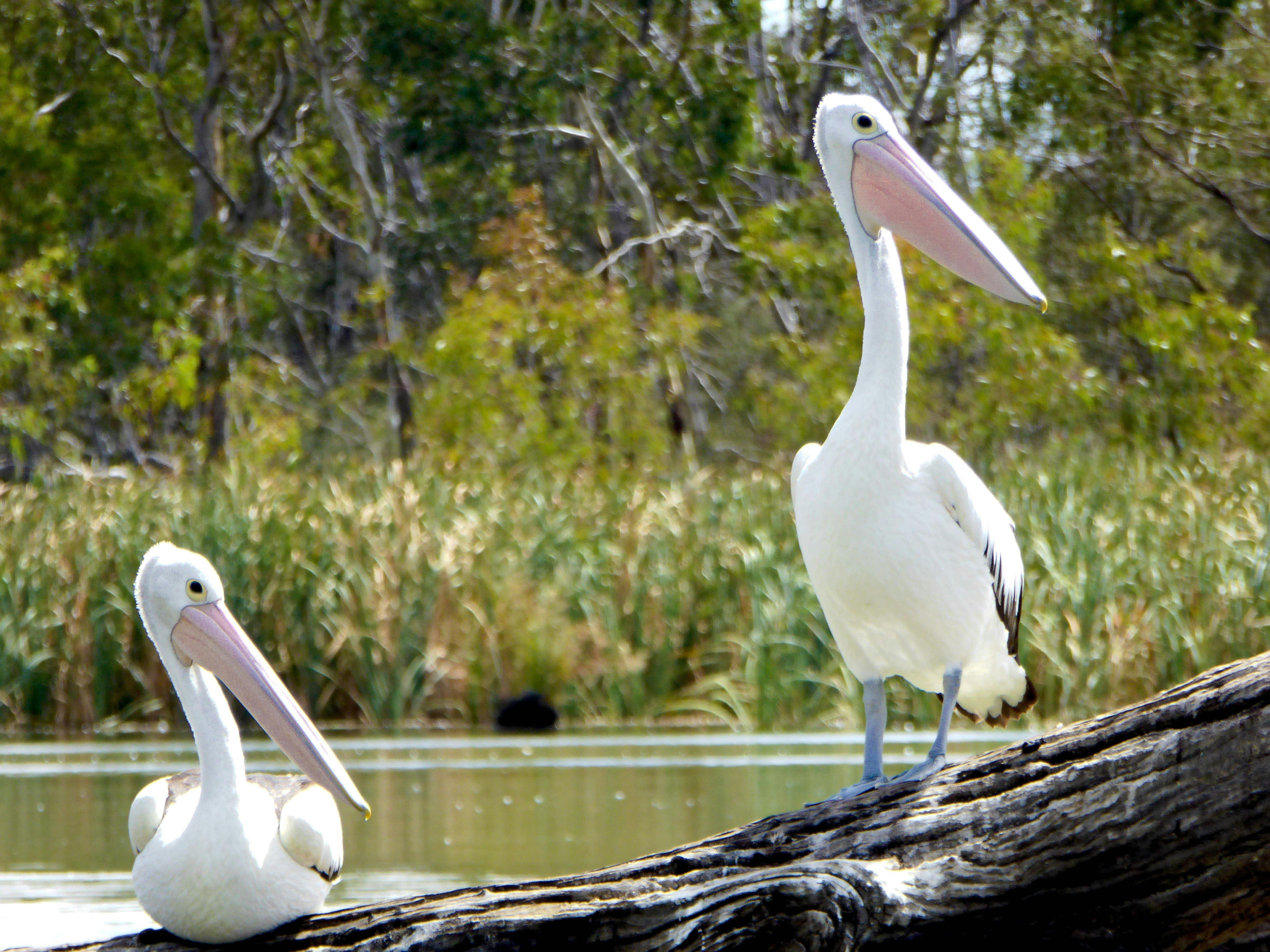Tailored Kayak Tours