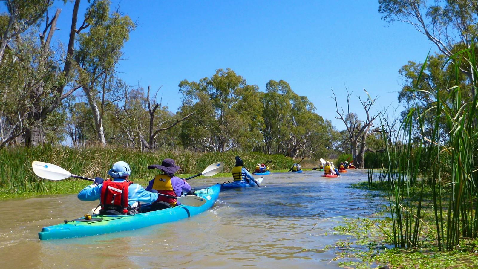 Large group in wetlands