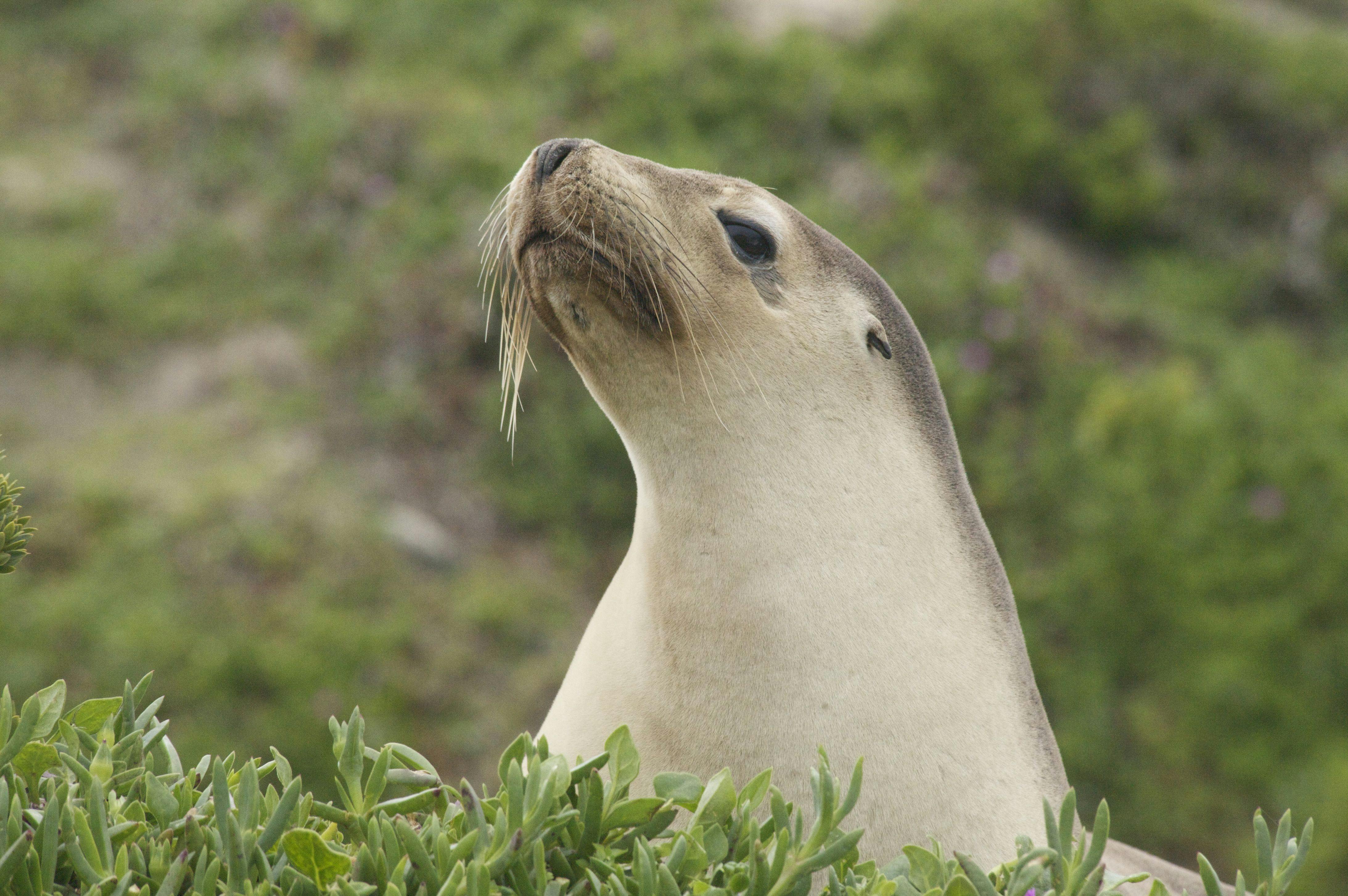 Kangaroo Island Wilderness Trail - 6 Days Group Guided