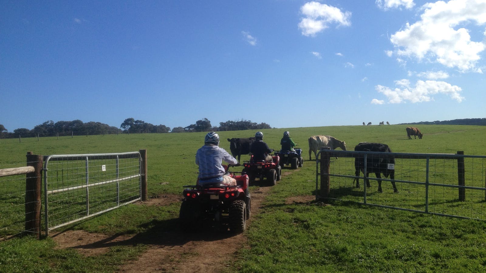 Ride past the locals and give them a pat if you can get close enough