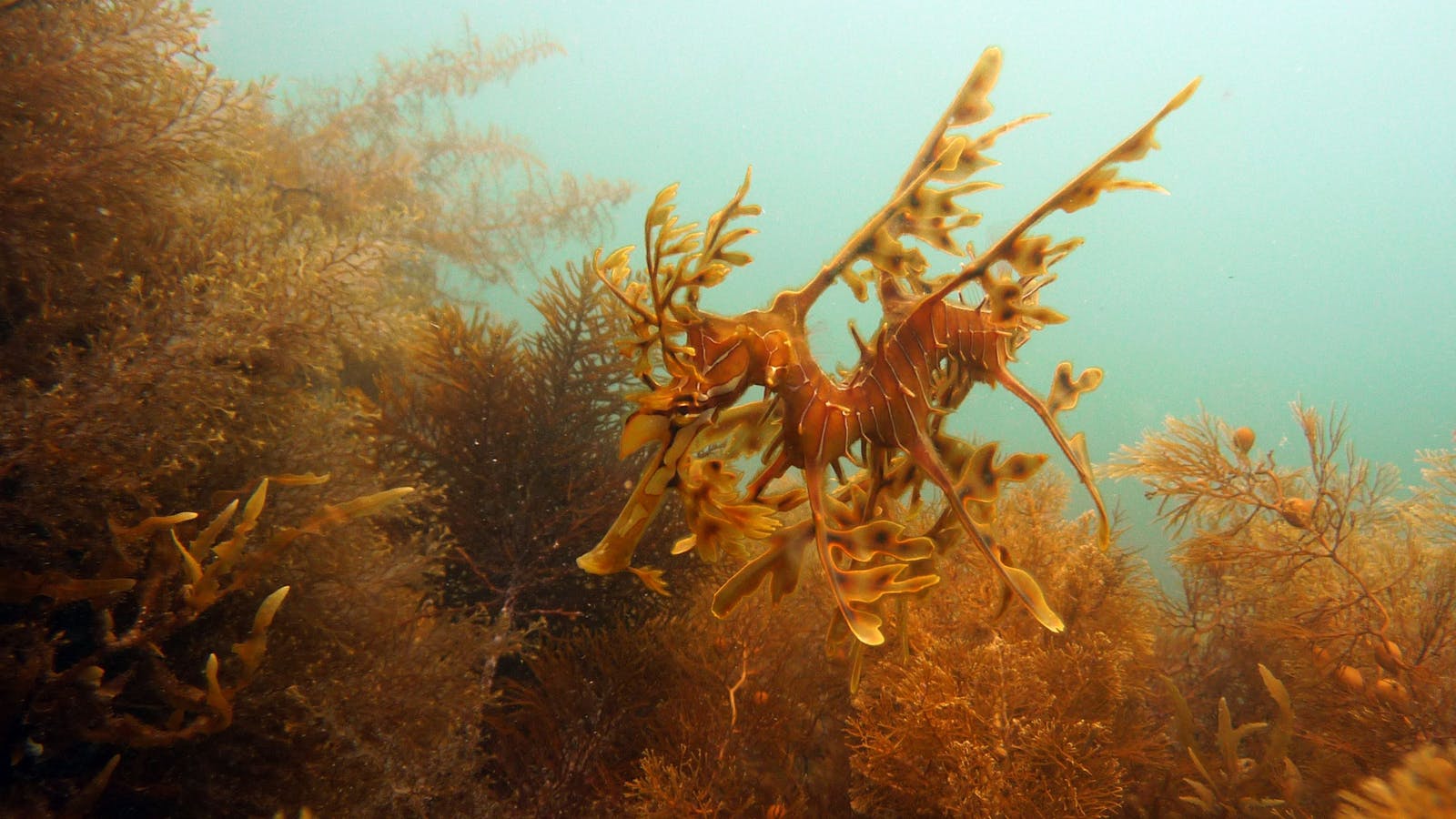 Diving Adelaide