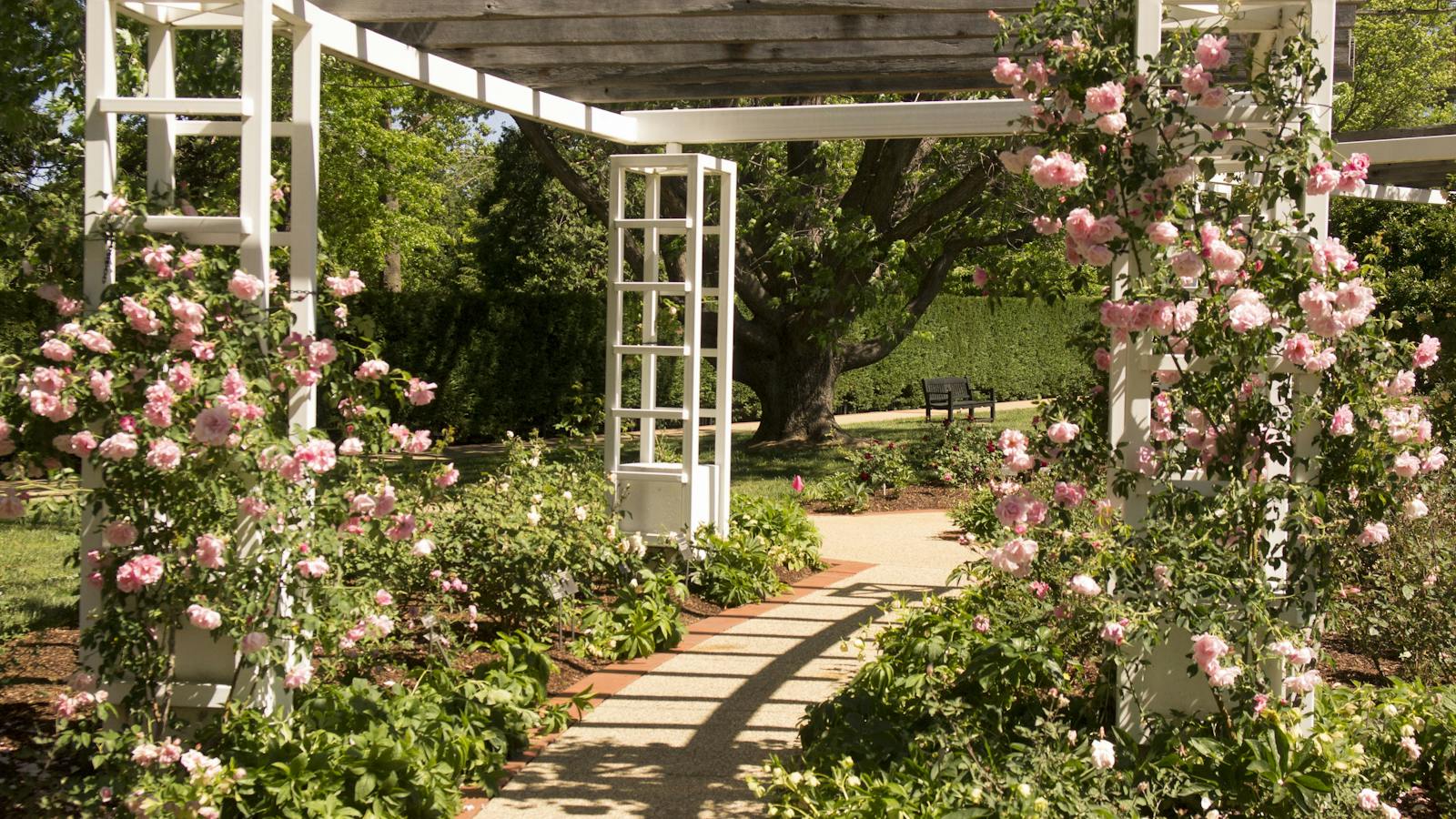 The Ladies Garden