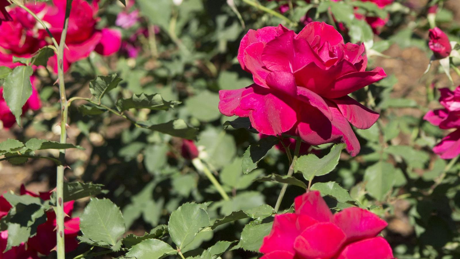 Roses