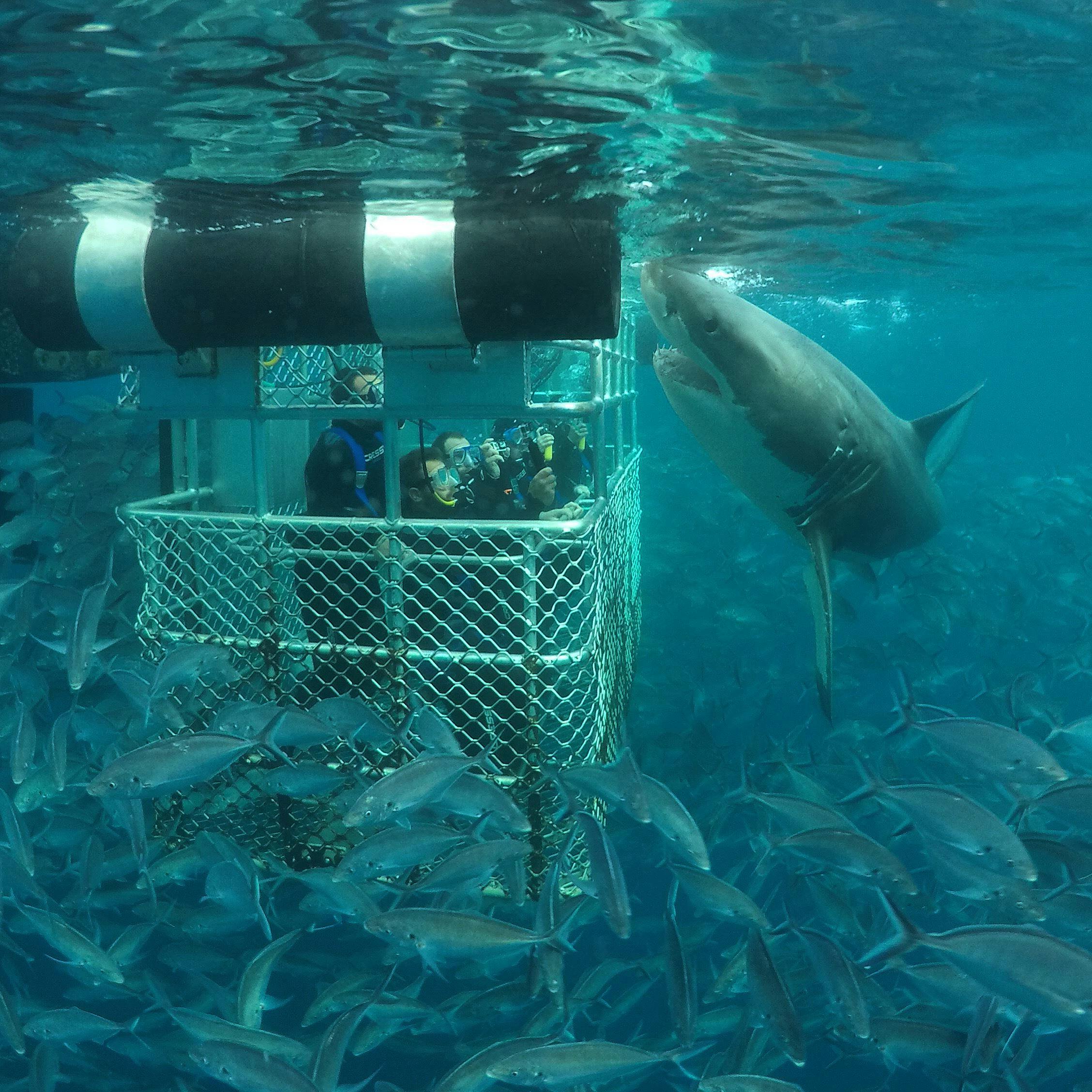 Shark Cage Diving - Twilight Tour