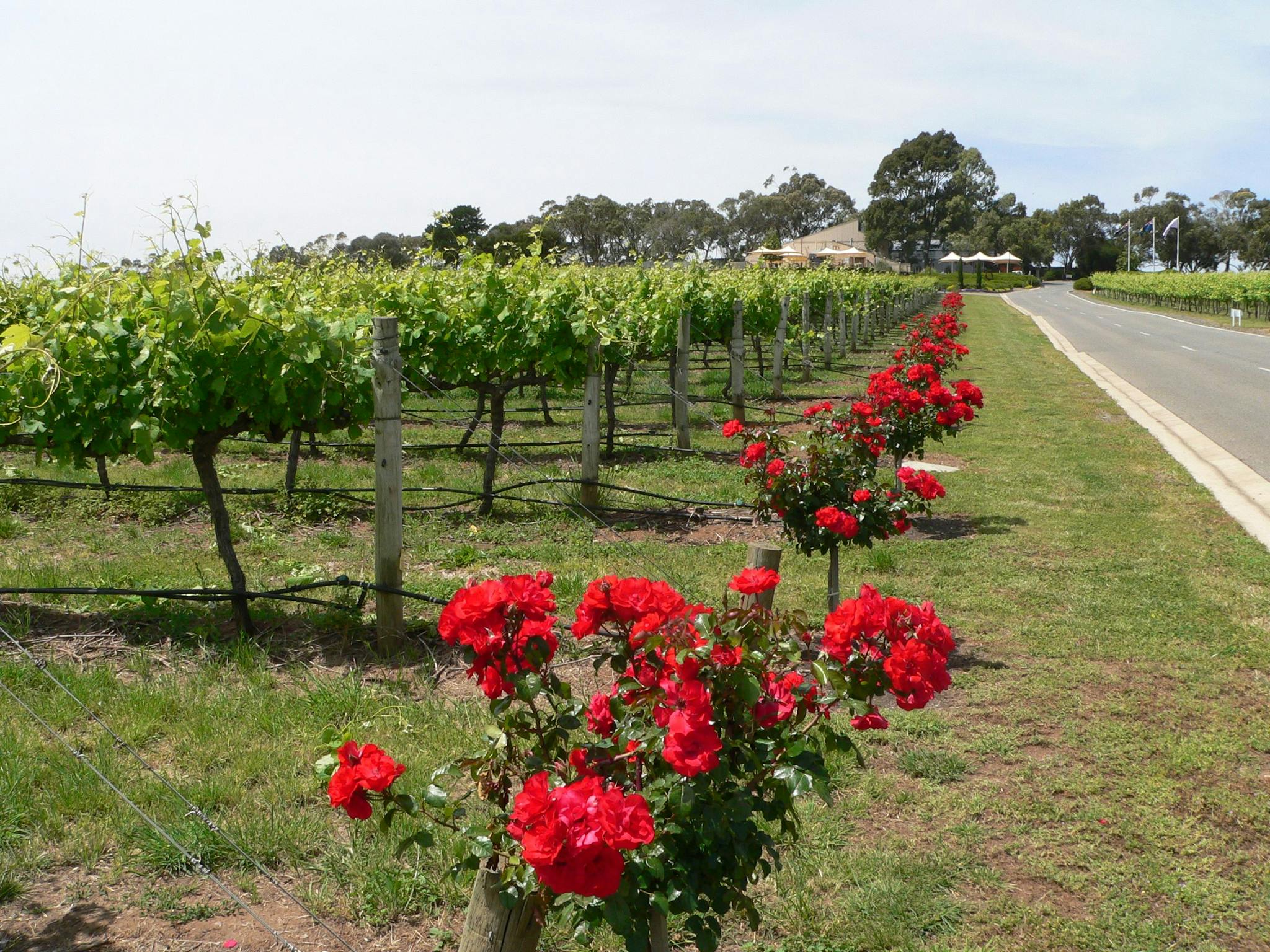 McLaren Vale and South Coast Day Tour