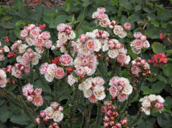 Stokes Bay Bush Garden
